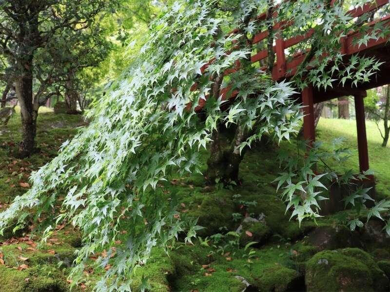Yumoto Ueyama Ryokan 姬路 外观 照片